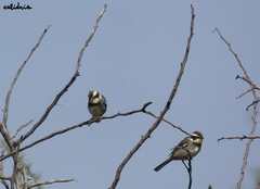 Microspingus torquatus