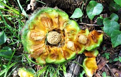 Araucaria bidwillii