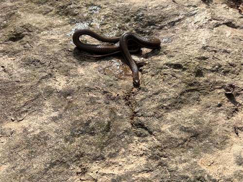 Queensnake