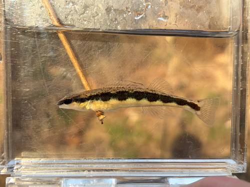 Etowah Bridled Darter