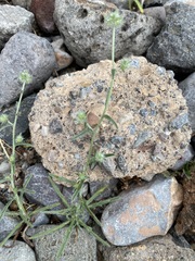 Cryptantha nevadensis