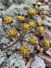 Cymopterus panamintensis