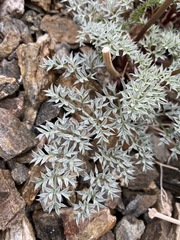 Cymopterus panamintensis