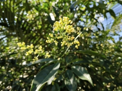 Turpinia ternata