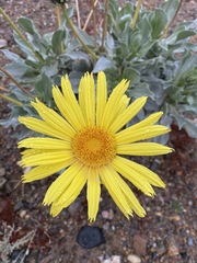 Enceliopsis covillei