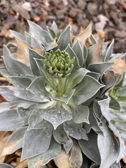 Enceliopsis covillei