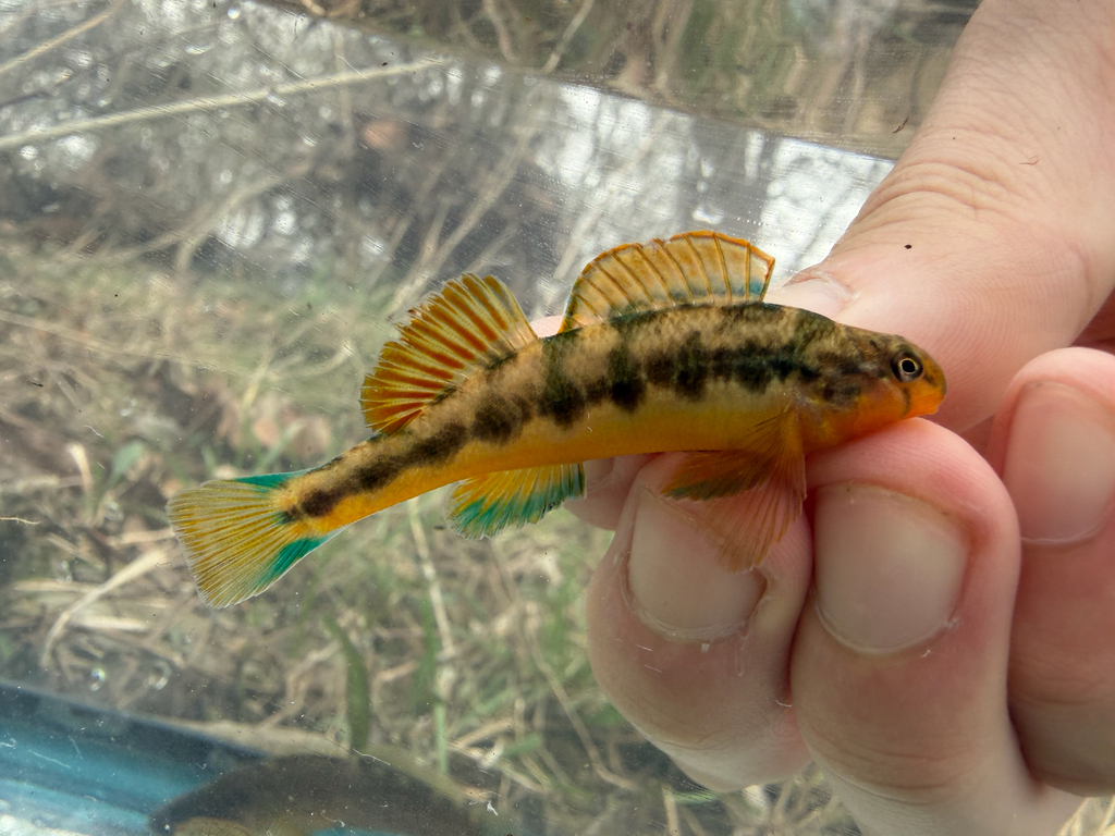 Saffron Darter