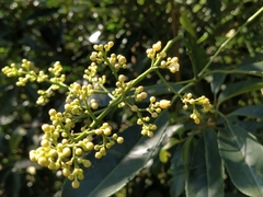 Turpinia ternata