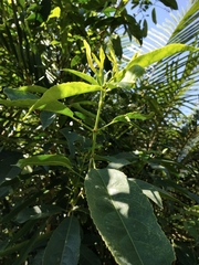 Turpinia ternata