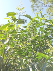 Turpinia ternata