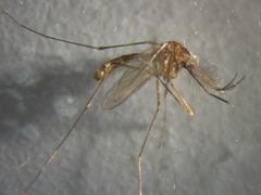 Culex quinquefasciatus