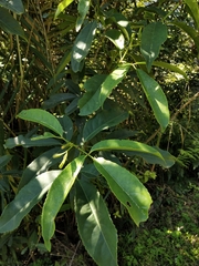 Turpinia ternata