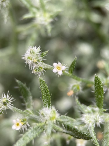 Image of Johnstonella racemosa by (c) Matt Berger, some rights reserved (CC BY)