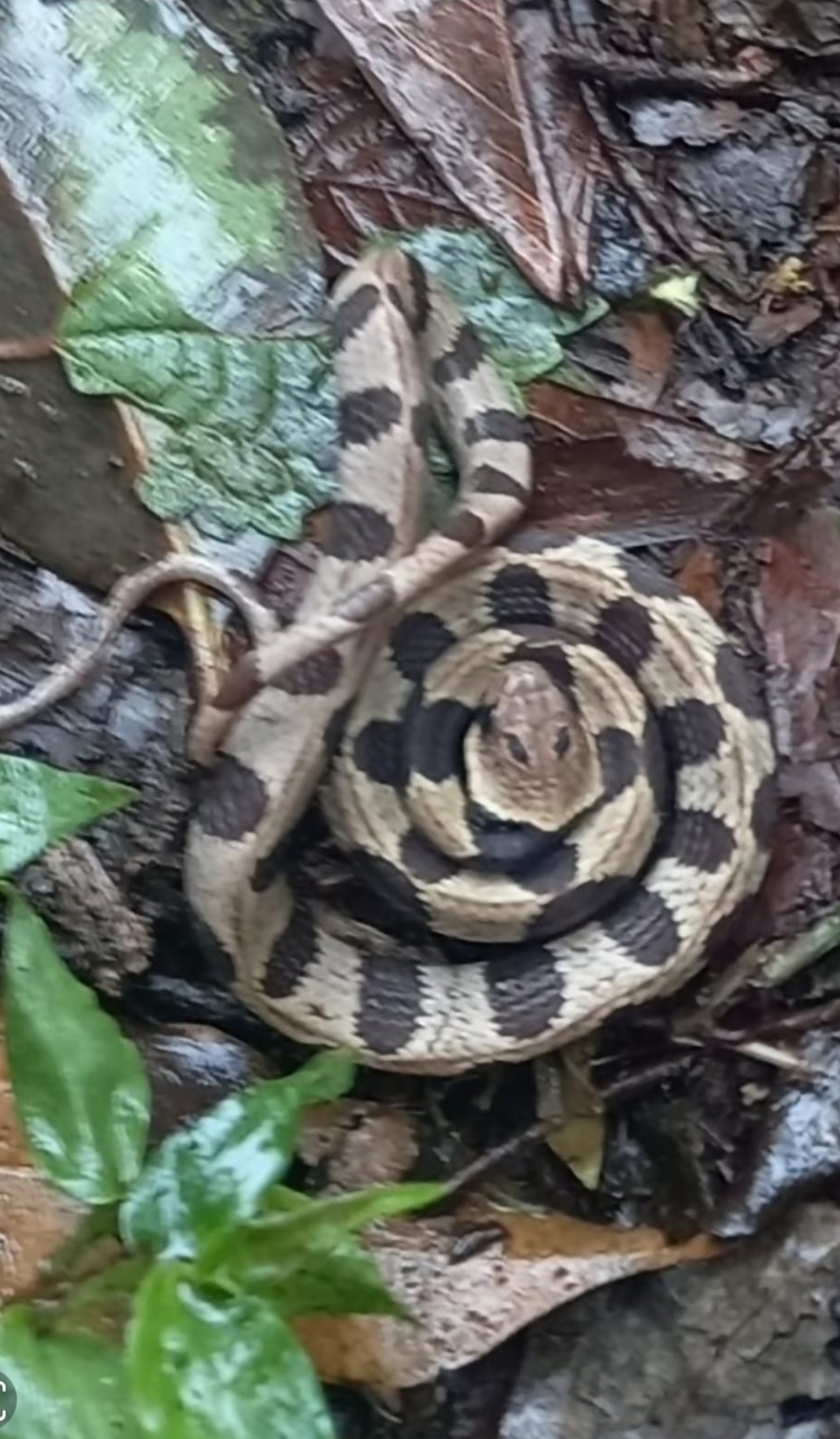 Jan's Snail-Eater photo 3