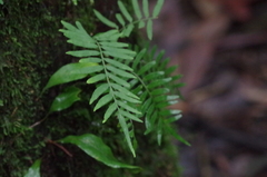 Pleopeltis segregata