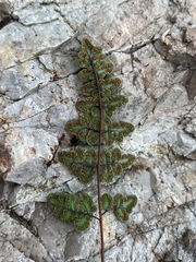 Argyrochosma jonesii