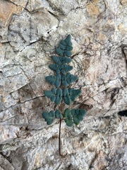 Argyrochosma jonesii