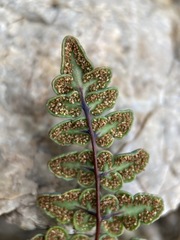 Argyrochosma jonesii