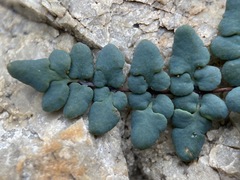 Argyrochosma jonesii