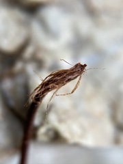 Argyrochosma jonesii