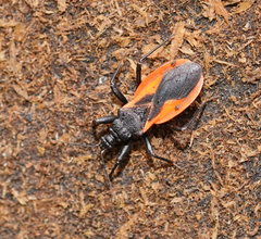 Archilestidium cinnabarinum