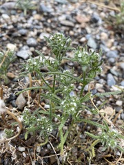 Cryptantha maritima