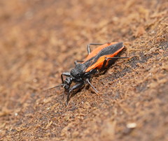 Archilestidium cinnabarinum