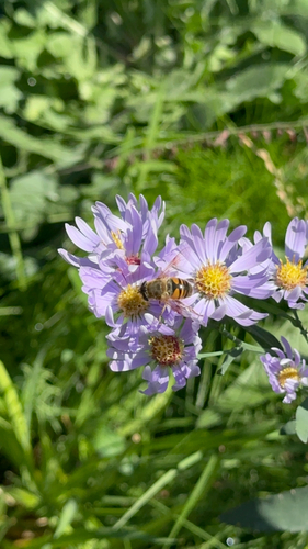 Unknown species found near Hillsdale St, Helena, MT, US