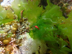 Squamocnus brevidentis