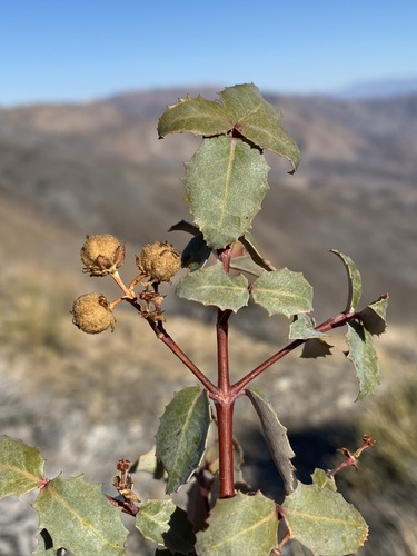 Image of Tetracoccus ilicifolius by (c) Matt Berger, some rights reserved (CC BY)