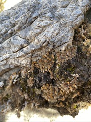 Selaginella leucobryoides