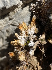Selaginella leucobryoides