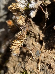 Selaginella leucobryoides