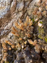 Selaginella leucobryoides