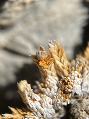 Selaginella leucobryoides