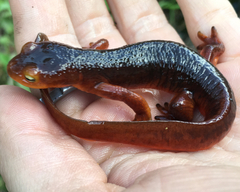 Taricha sierrae