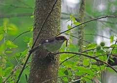 Atlapetes leucopterus