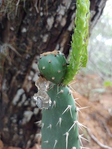 Tacinga werneri