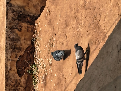 Feral Pigeon