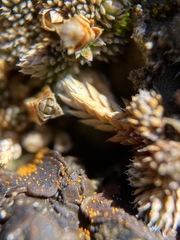 Selaginella leucobryoides