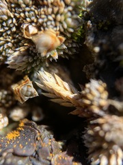 Selaginella leucobryoides