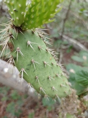Tacinga werneri, photograph (c) Anilton Junior, some rights reserved (CC BY)
