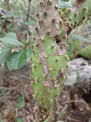 Tacinga werneri, photograph (c) Anilton Junior, some rights reserved (CC BY)