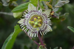 Passiflora exsudans