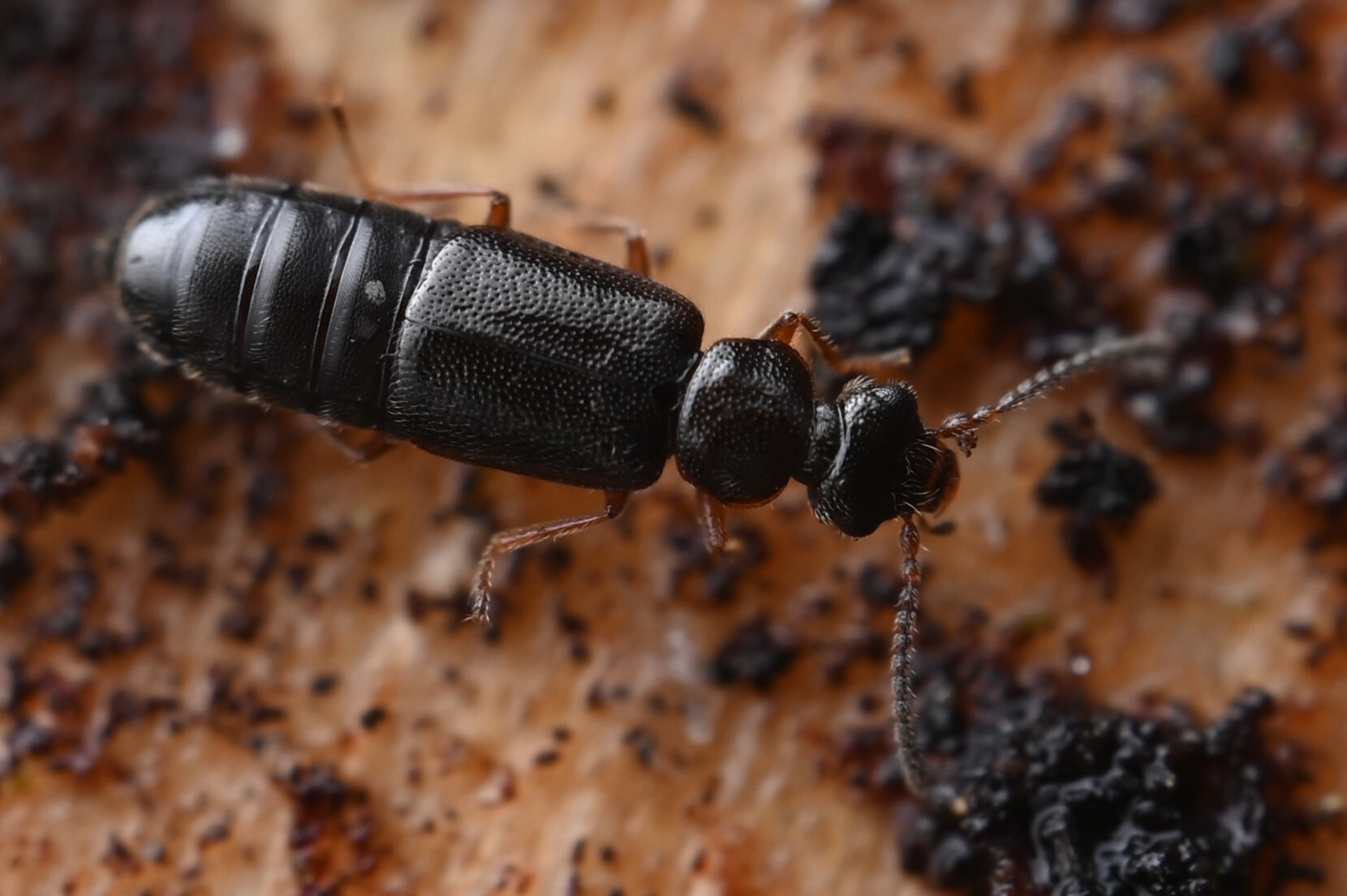 Coryphium angusticolle