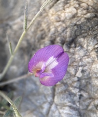 Astragalus panamintensis