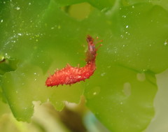 Squamocnus brevidentis