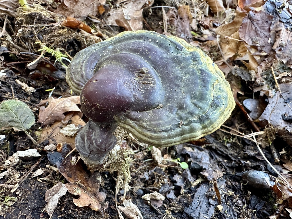 Ganoderma lucidum · March 2026 · photo: © katrin_simon (iNaturalist, cc-by)