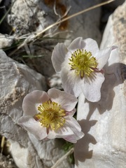 Ranunculus andersonii