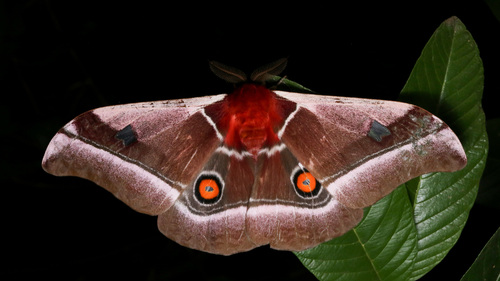 Cabbage Tree Emperor